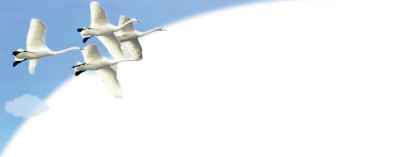 河南三門(mén)峽：天鵝城里看天鵝 小天鵝“助飛”大旅游