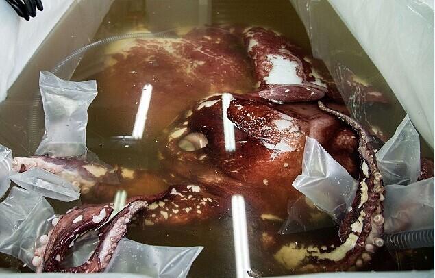 南極驚現(xiàn)350公斤巨型魷魚(yú)