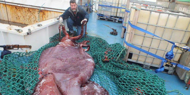 南極驚現(xiàn)350公斤巨型魷魚(yú)