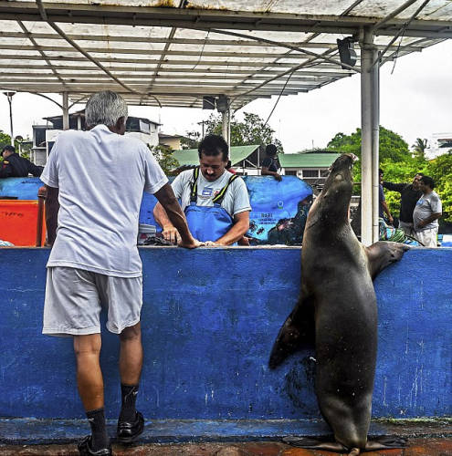 海獅變魚攤?？?排隊(duì)“購買”金槍魚