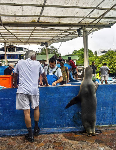 海獅變魚攤?？?排隊(duì)“購買”金槍魚
