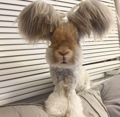 美國(guó)小兔可愛(ài)招風(fēng)耳走紅網(wǎng)絡(luò)