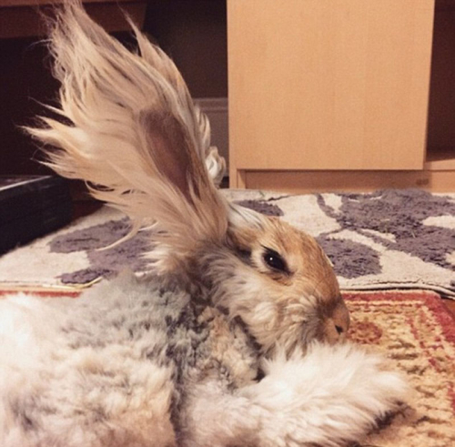 美國(guó)小兔可愛(ài)招風(fēng)耳走紅網(wǎng)絡(luò)