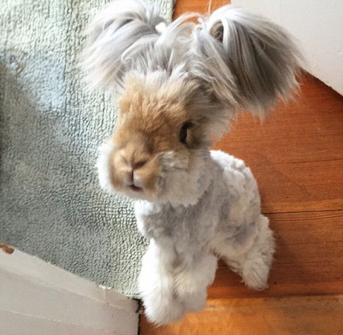 美國(guó)小兔可愛(ài)招風(fēng)耳走紅網(wǎng)絡(luò)