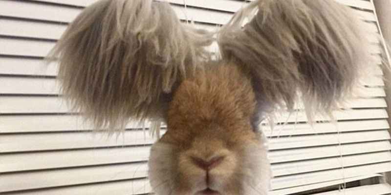 美國(guó)小兔可愛(ài)招風(fēng)耳走紅網(wǎng)絡(luò)