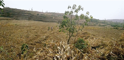 因干旱，農(nóng)田閑置尚未播種小麥