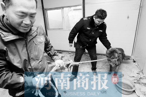 麻藥起作用后，這只藏獒被執(zhí)法人員控制