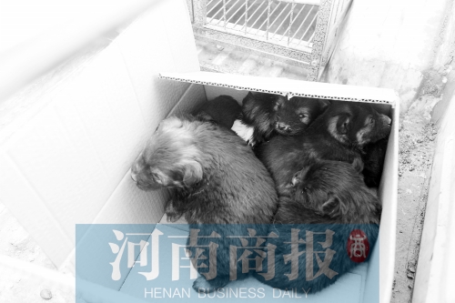 一家只能養(yǎng)一只狗，多余的被暫扣