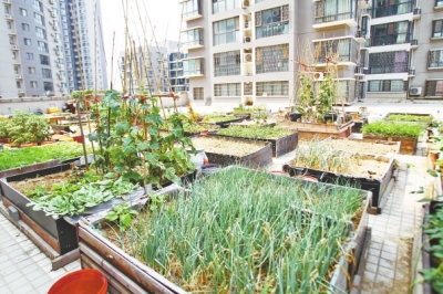  小區(qū)3層商鋪的樓頂是個(gè)大平臺(tái)，個(gè)人圍起來的“小菜園”約有50多個(gè)。
