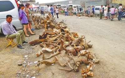 焦作星期天市場(chǎng)上的偽崖柏