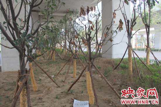 北三環(huán)經(jīng)三路橋下種的樹木有的葉子已經(jīng)干枯。
