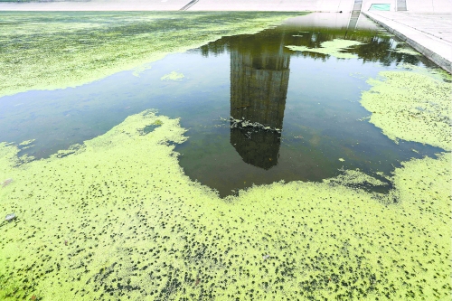 幾近干涸、臭氣熏天、長滿水草的東風(fēng)渠，已不見往日容顏　 記者 侯建勛/攝