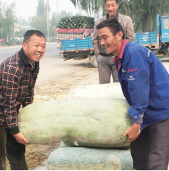 新鄉(xiāng)菜農種出“巨無霸”冬瓜 重150斤需兩個壯漢抬