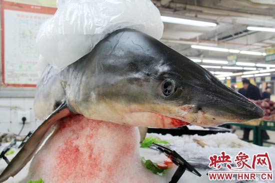 這條鯊魚長約1.5米，寬約0.5米，上身被碎冰覆蓋，保存較完整。