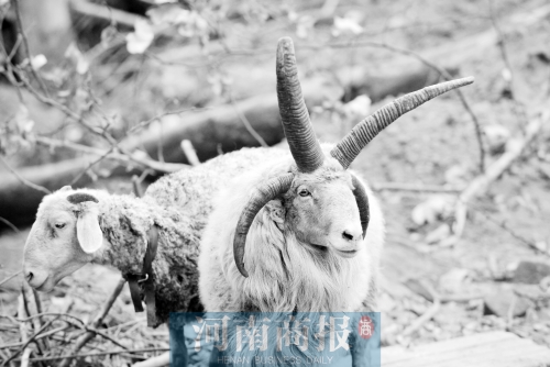 “咩……我的原主人說，他養(yǎng)了一輩子羊，也沒見過我這種情況”