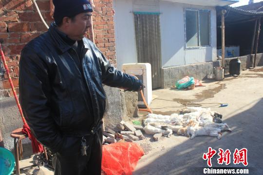 圖為家禽收購點的陳姓工作人員介紹，是這些愛狗人士的封堵讓這些兔子無辜死去?！●R義恒　攝