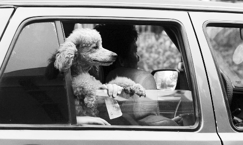 再帶著寵物出門坐出租車，可得想好了