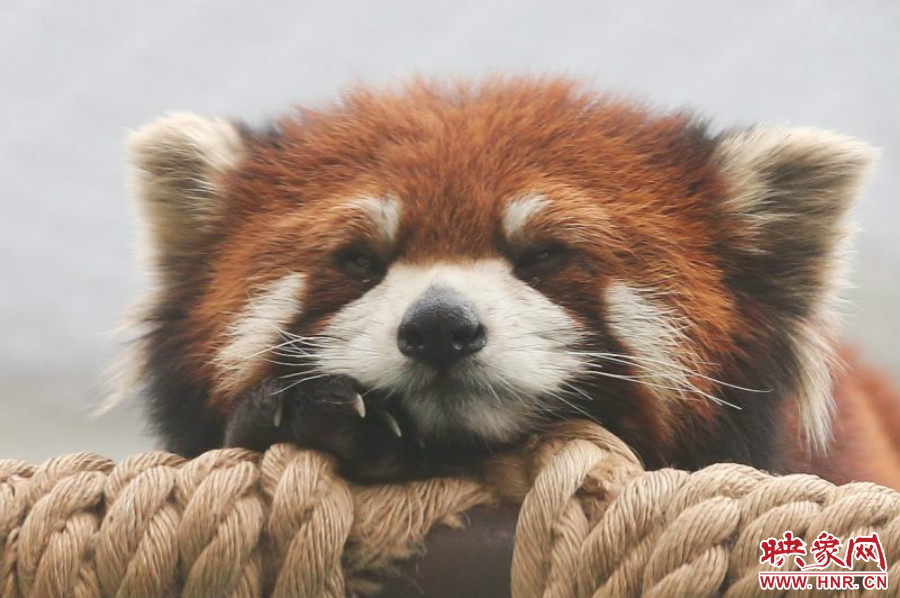 小熊貓?jiān)谑澜绺鲃游飯@中是相當(dāng)受歡迎的動物。