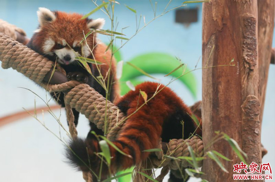 憨態(tài)可掬的小熊貓備受小朋友們的喜愛。