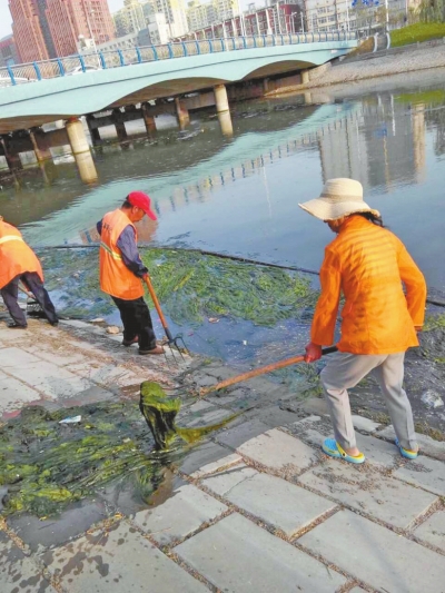 每天出動(dòng)六十人次進(jìn)行打撈，也難以遏制綠藻蔓延。