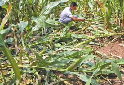 甕峪村一莊稼地，被野豬糟蹋的玉米。