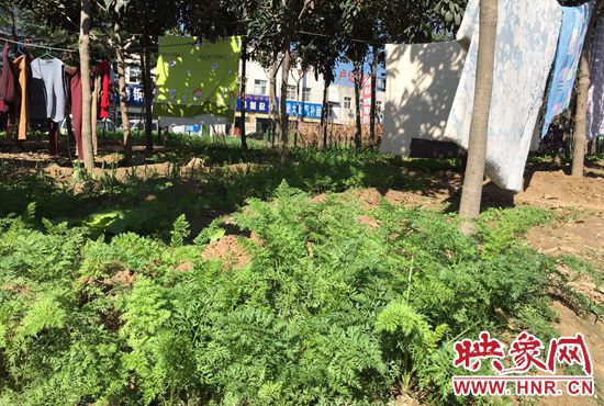 西四環(huán)中原路交叉口，大片生態(tài)廊道被毀，變成私家菜園。