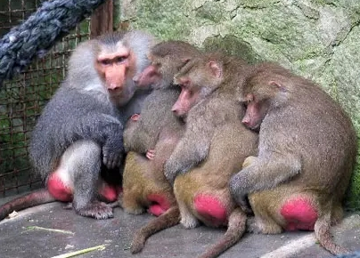 強(qiáng)冷空氣+雨 鄭州終于要下雪了！最低氣溫-6℃！