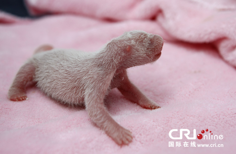 2013年7月11日，成都大熊貓繁育研究基地月亮產(chǎn)房，新生大熊貓寶寶在育嬰箱里憨態(tài)可掬。