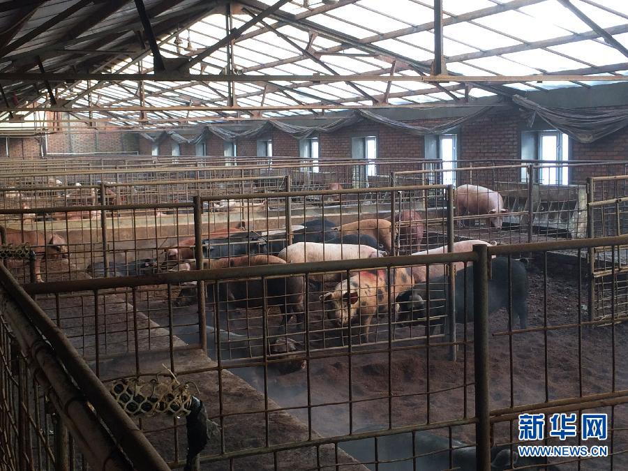 穗豐園里的豬舍（2013年12月8日攝）。新華社記者 程子龍 攝