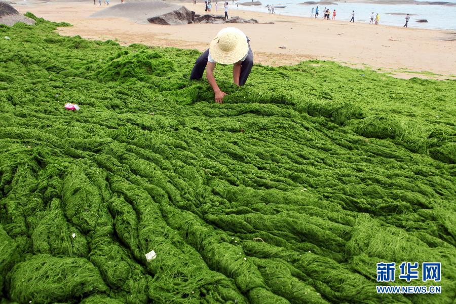 6月10日，山東日照市萬(wàn)平口景區(qū)管理部門(mén)組織工作人員在清理海灘上的滸苔。