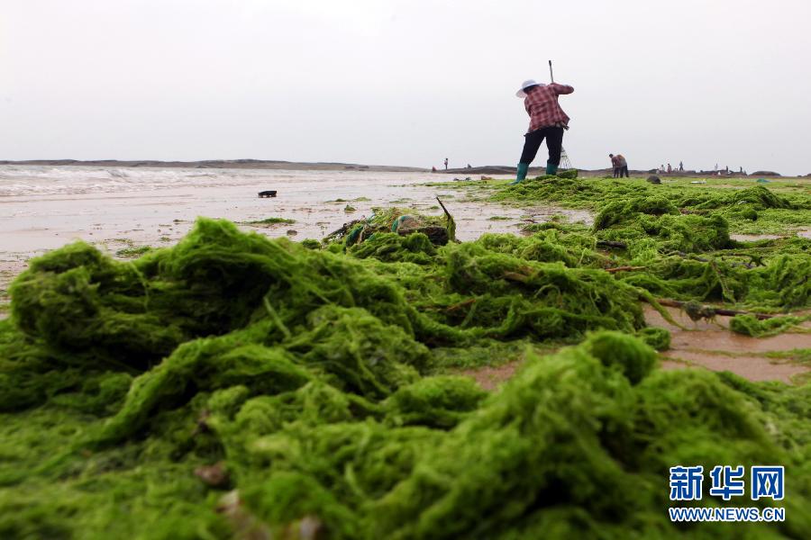 6月10日，山東日照市萬(wàn)平口景區(qū)管理部門(mén)組織工作人員在清理海灘上的滸苔。