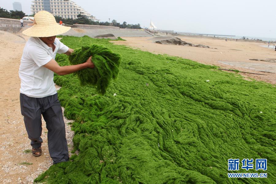 6月10日，山東日照市萬(wàn)平口景區(qū)管理部門(mén)組織工作人員在清理海灘上的滸苔。