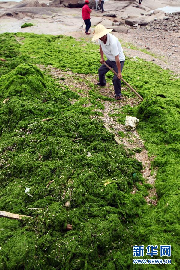 6月10日，山東日照市萬(wàn)平口景區(qū)管理部門(mén)組織工作人員在清理海灘上的滸苔。