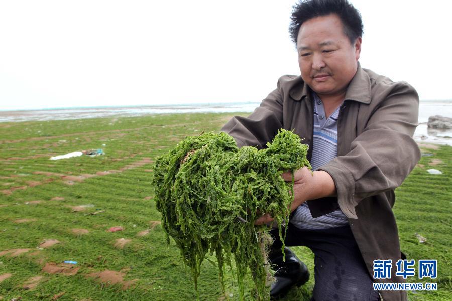 6月10日，在江蘇省連云港市贛榆縣海州灣旅游度假區(qū)，一名漁民在展示清理的滸苔。