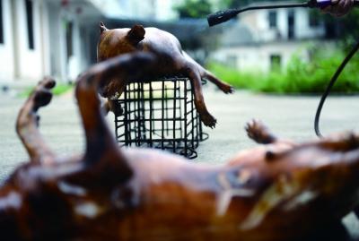 今天上午，玉林很多餐館為即將到來的狗肉節(jié)備貨，圖為餐館后廚正在加工狗肉 記者 劉暢 攝