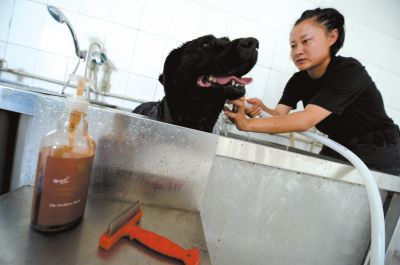 天熱時(shí),搜油犬會(huì)天天洗澡。