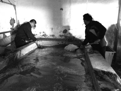 “黑作坊”的豆芽在臟亂不堪的水泥池中清洗。