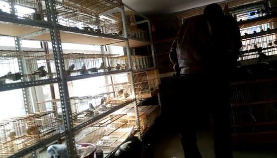 哈爾濱市雙城區(qū)集市上，一家沒有招牌的平房里擺滿了各種野鳥等待出售。