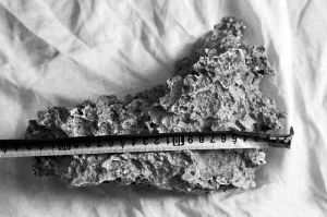 1月30日，新疆青河縣牧民別熱克·薩吾特意外撿到重7.85公斤左右的一塊狗頭黃金