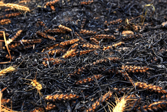 火被撲滅后的麥田。