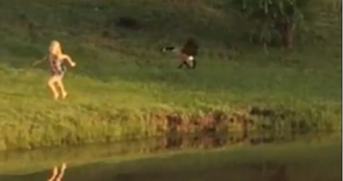 圖二：小女孩遭鵝襲擊向父親求救，但他不但沒有伸出援手，反而狂笑不止。