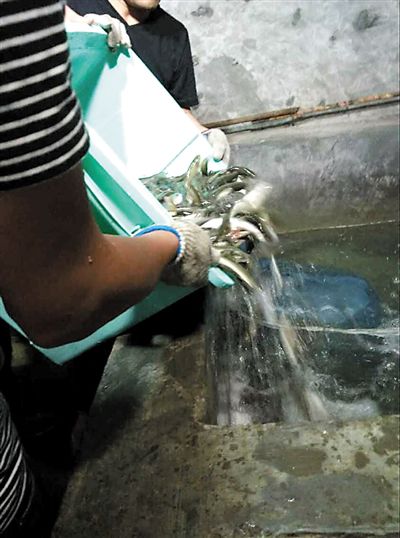 主人將撈上來的魚放進(jìn)魚池。