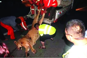 這頭母獅體態(tài)彪悍，重達400斤左右 網絡圖片　