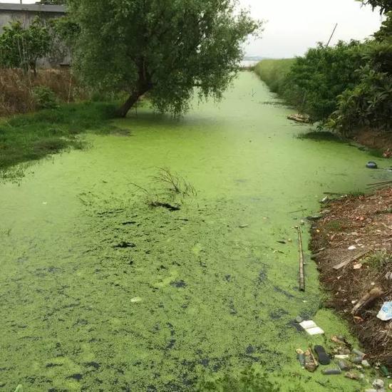 水污染現(xiàn)場，2015年7月 洞庭湖腹地湖南省安鄉(xiāng)縣安豐鄉(xiāng)出口洲社區(qū)房前屋后水網(wǎng)密布，但水污染嚴(yán)重水體發(fā)臭 新華社記者周楠攝