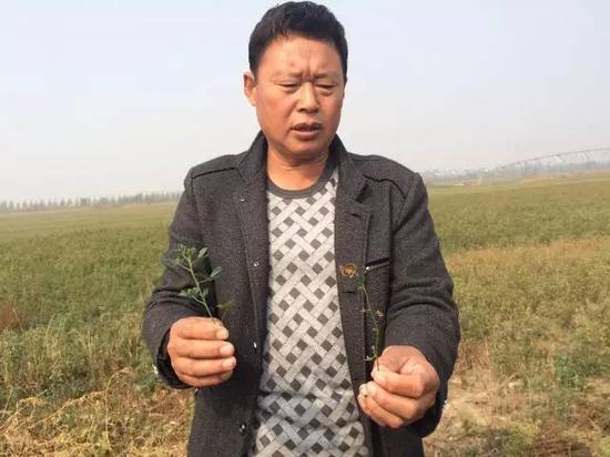 2015年10月20日，河北威縣趙村鄉(xiāng)前寺莊村村民告訴記者，由于地下水下降，缺水，苜蓿長不高，并且會(huì)干枯。 新華社記者郭雅茹 攝
