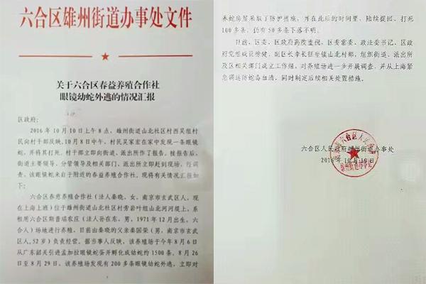 交匯點(diǎn)10月10日消息， 10日晚上，一則消息在南京人的朋友圈和微信群里瘋傳，網(wǎng)傳消息稱：六合雄州街道山北村一個農(nóng)莊私自養(yǎng)眼鏡蛇，幾天前突然跑出來了，估計(jì)二三百條。交匯點(diǎn)記者向六合區(qū)委宣傳部相關(guān)人士求證，證實(shí)了此事確實(shí)發(fā)生。