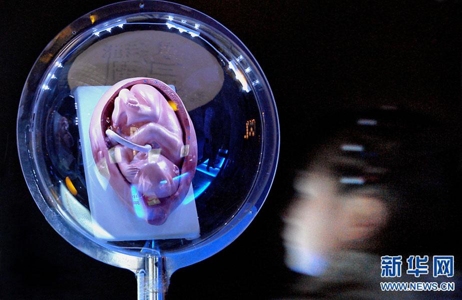 一名小學生在鄭州科技館內參觀介紹遺傳、生育等知識的“奇幻生命之旅”展覽（2007年2月18日攝）。