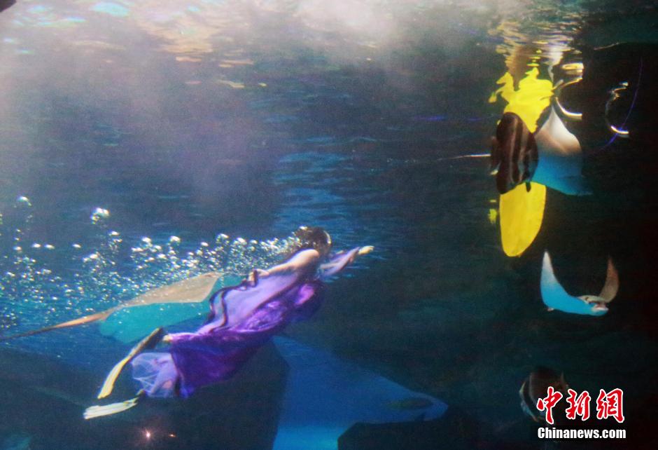 9月7日，在中秋節(jié)到來(lái)前一天，山東泉城海洋極地世界為游客帶來(lái)“嫦娥水中奔月”表演。