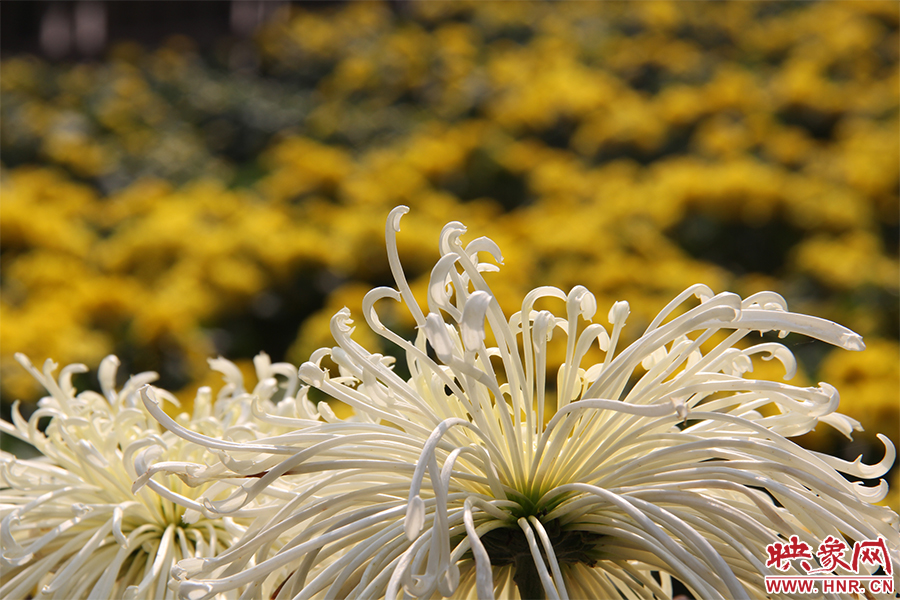 菊花飄香。
