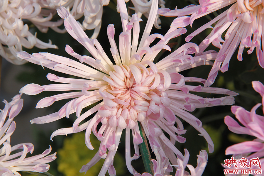 菊花綻放美麗。